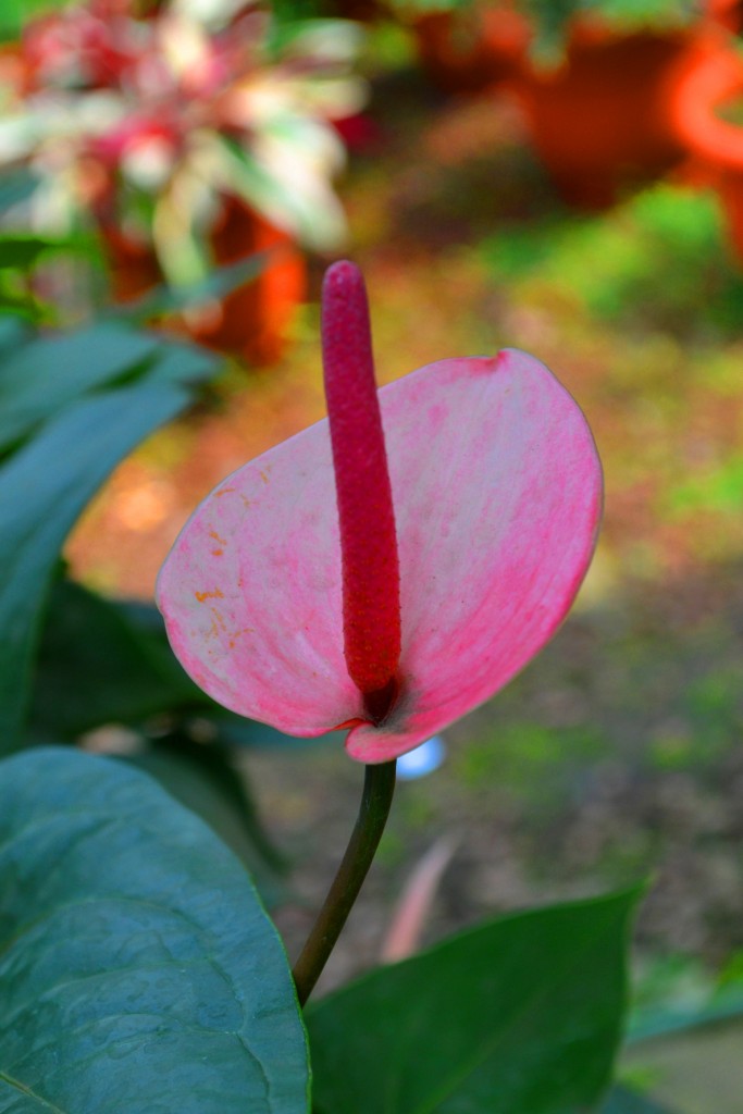 Foto: Vivero Central - La Garita (Alajuela), Costa Rica