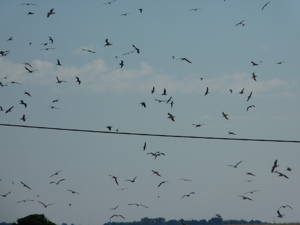 Foto: Bandada de gaviotas - Mar Chiquita (Buenos Aires), Argentina