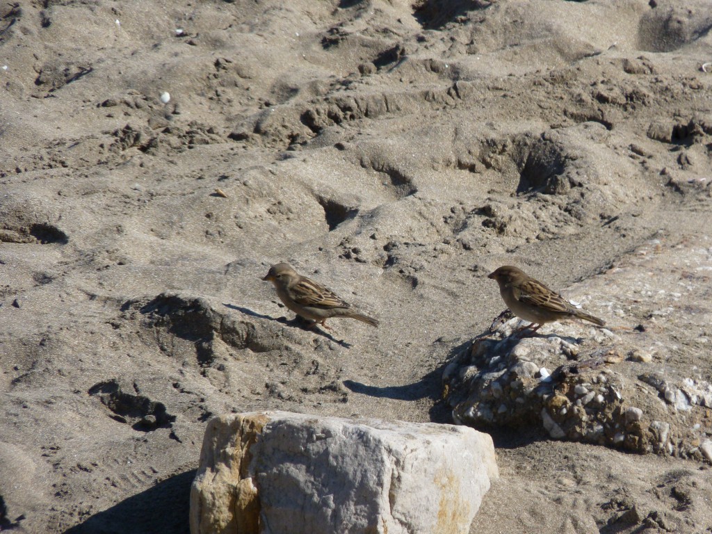 Foto: Balneario - Mar Chiquita (Buenos Aires), Argentina