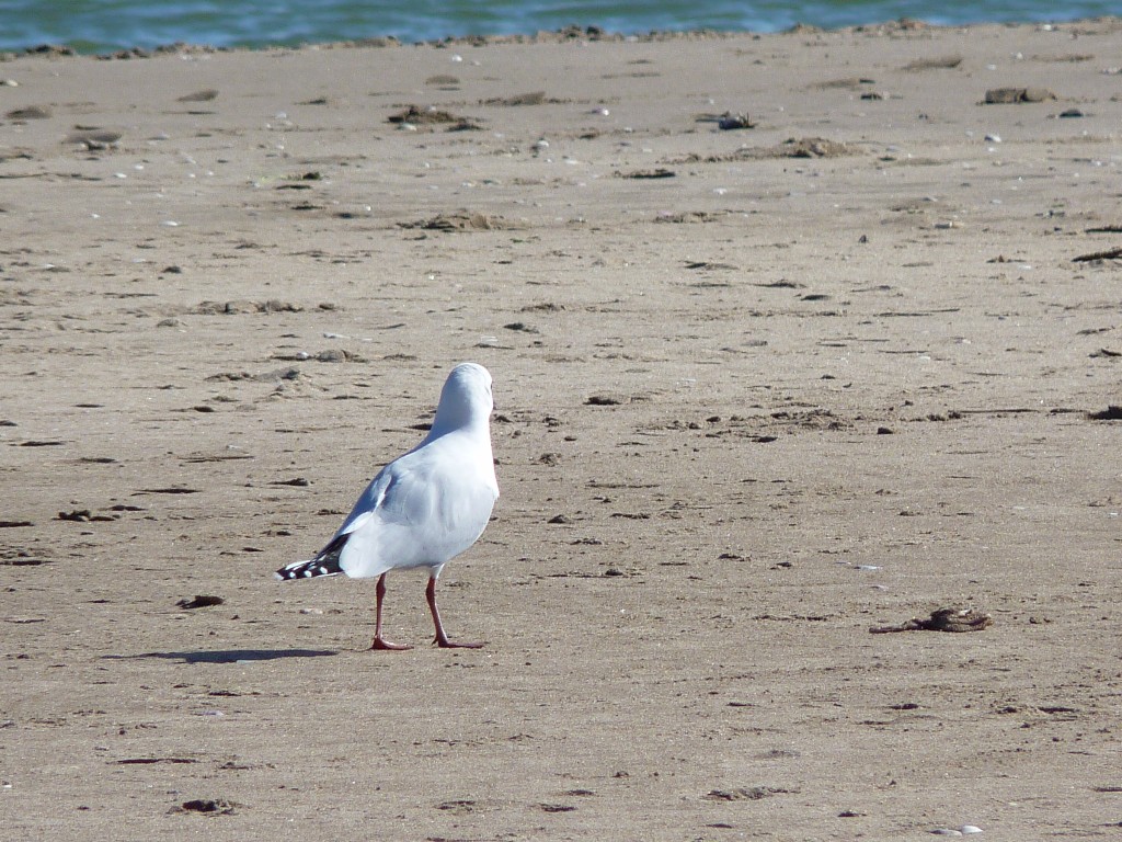 Foto: Balneario - Mar Chiquita (Buenos Aires), Argentina