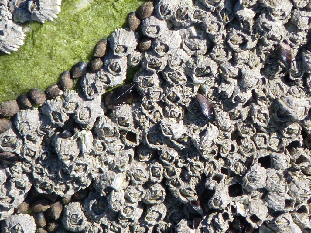 Foto: Balneario - Mar Chiquita (Buenos Aires), Argentina