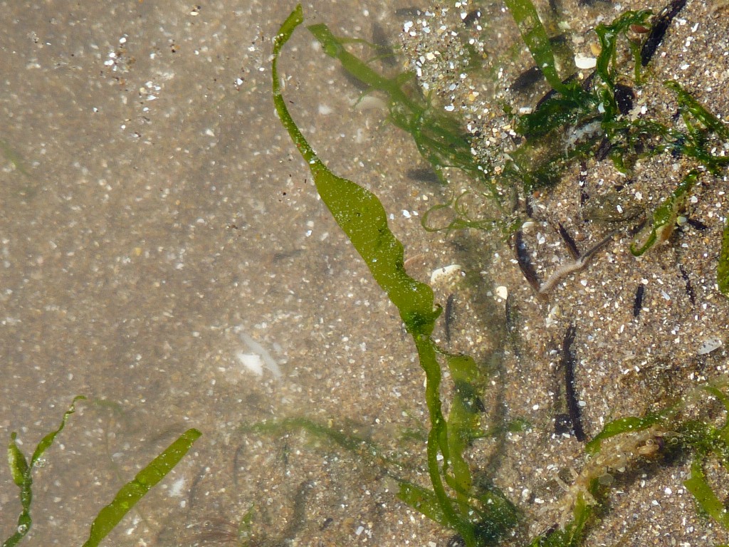 Foto: Balneario - Mar Chiquita (Buenos Aires), Argentina