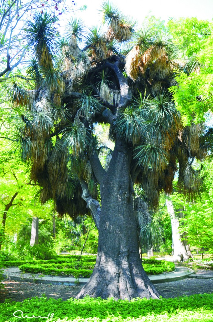 Foto: Palmera - Valencia (València), España