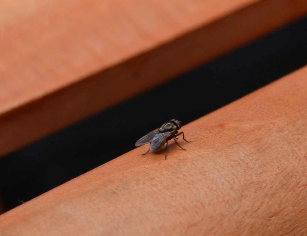 Foto: MOSCA - Alajuela, Costa Rica