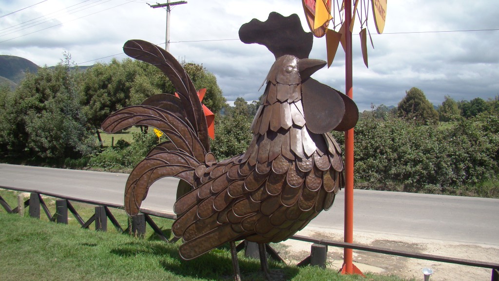 Foto: Gallo - Tenjo (Cundinamarca), Colombia