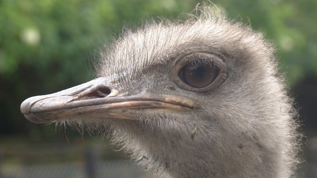 Foto: Avestruz - Tenjo (Cundinamarca), Colombia