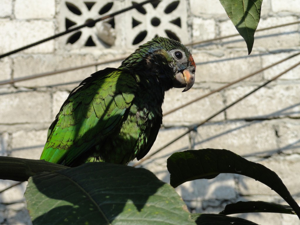 Foto: Catarnica - Shushufindi (Sucumbios), Ecuador