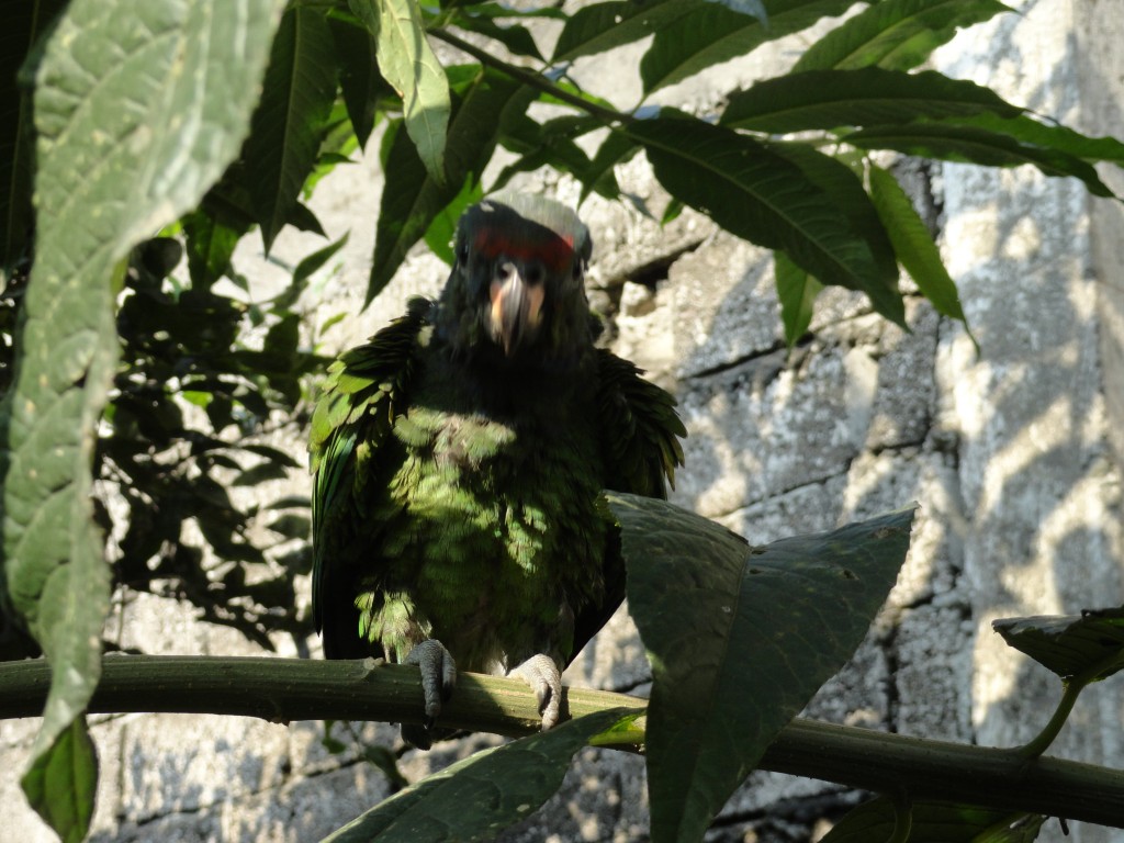 Foto: Catarnica - Shushufindi (Sucumbios), Ecuador