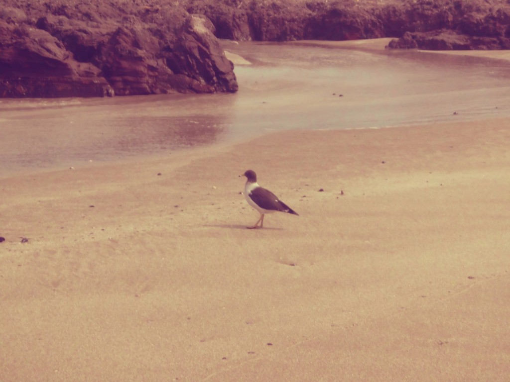 Foto: Poza de los caballos - Iquique (Tarapacá), Chile
