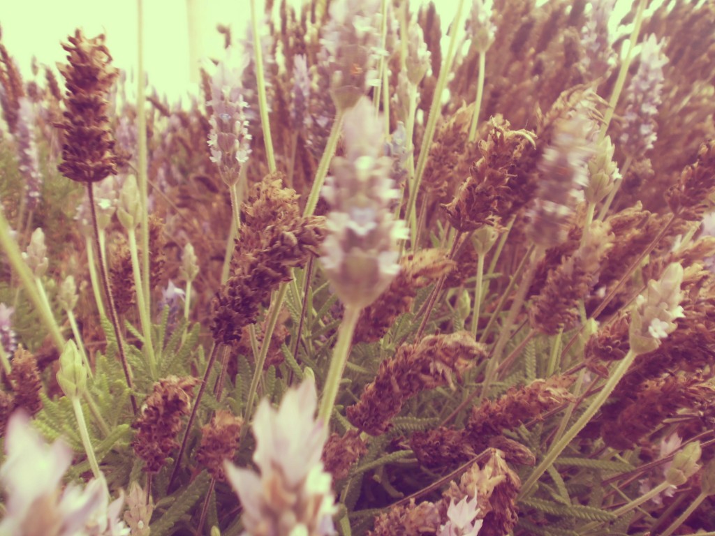 Foto: Flores - Iquique (Tarapacá), Chile