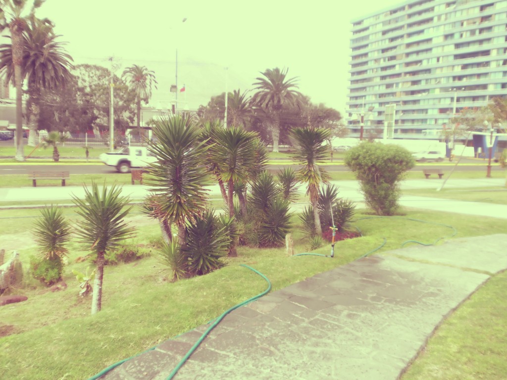 Foto: Wow Qué palmeras - Iquique (Tarapacá), Chile