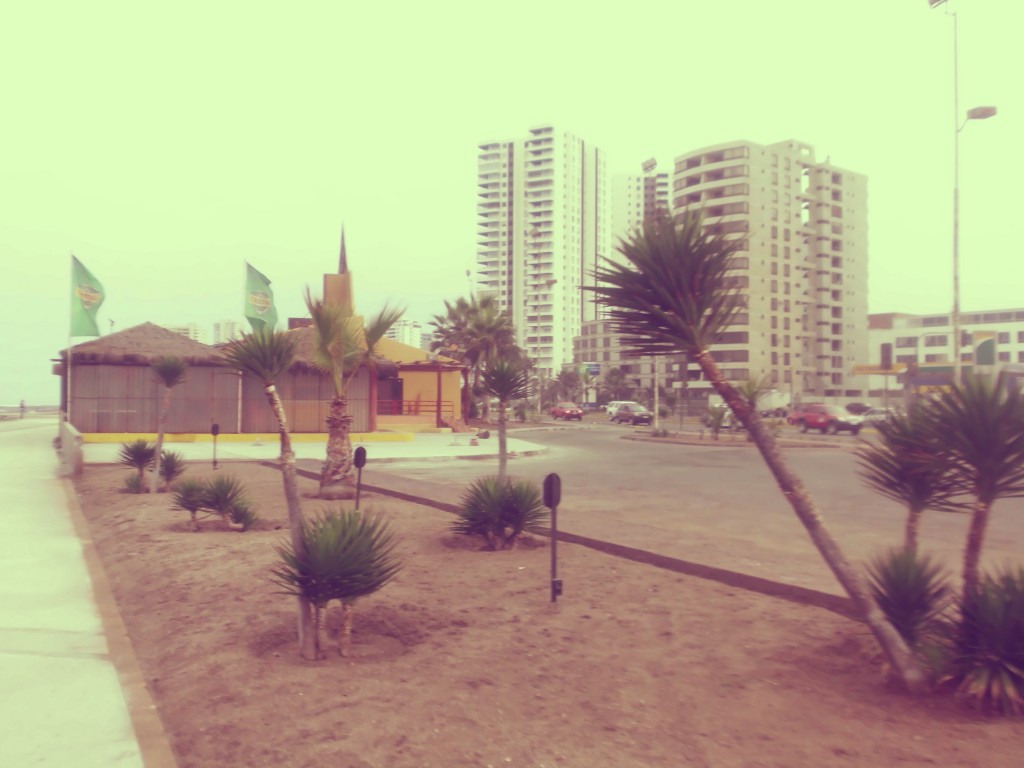 Foto: Palmeras - Iquique (Tarapacá), Chile