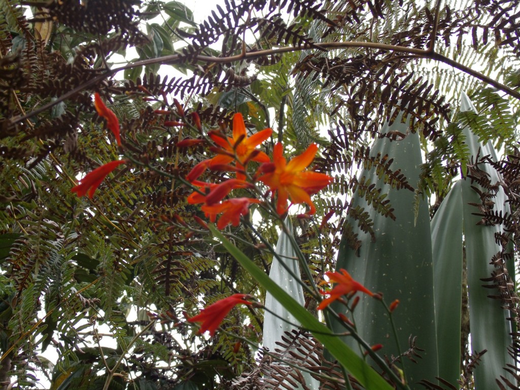 Foto: Flores en Sta elena - Santa Elena (Antioquia), Colombia