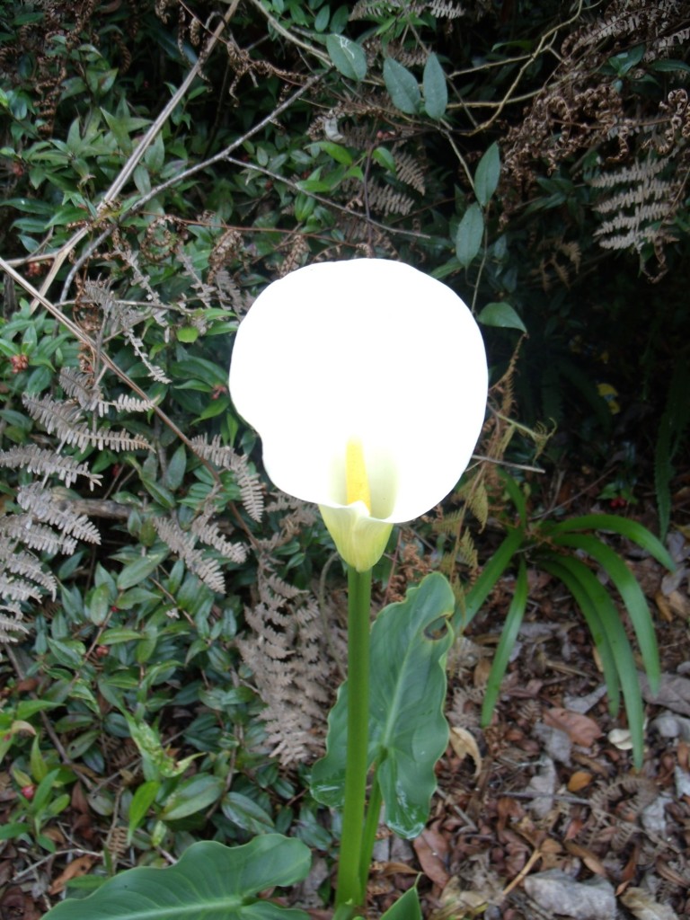 Foto: Cartucho - Santa Elena (Antioquia), Colombia