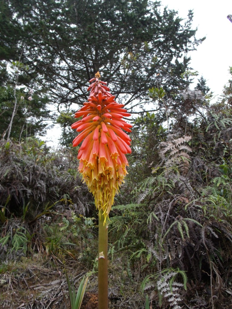 Foto: Flores en Sta elena - Santa Elena (Antioquia), Colombia