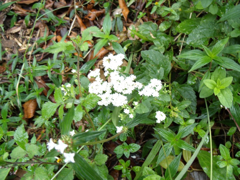 Foto: Flores en Sta elena - Santa Elena (Antioquia), Colombia