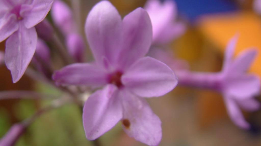 Foto: Belleza 2 - Tenjo (Cundinamarca), Colombia