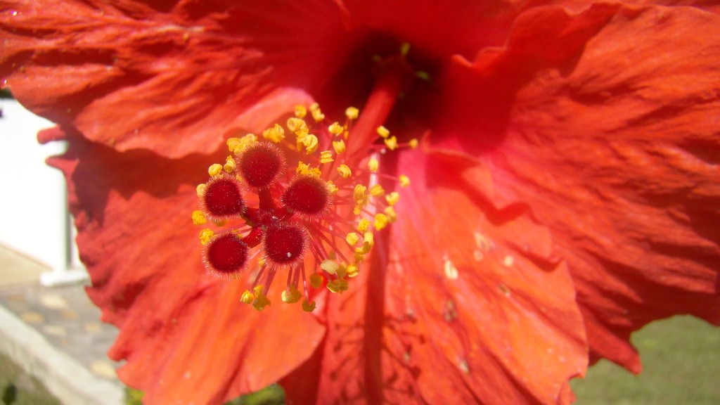 Foto: Cayena - La Mesa (Cundinamarca), Colombia