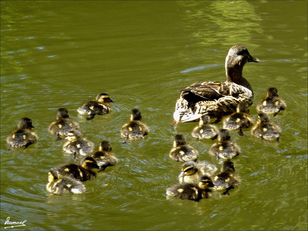 Foto: 120509-060 SEGOVIA - Segovia (Castilla y León), España