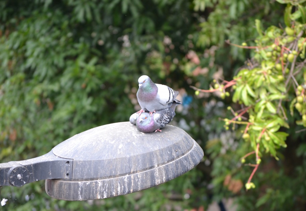 Foto de Alajuela, Costa Rica