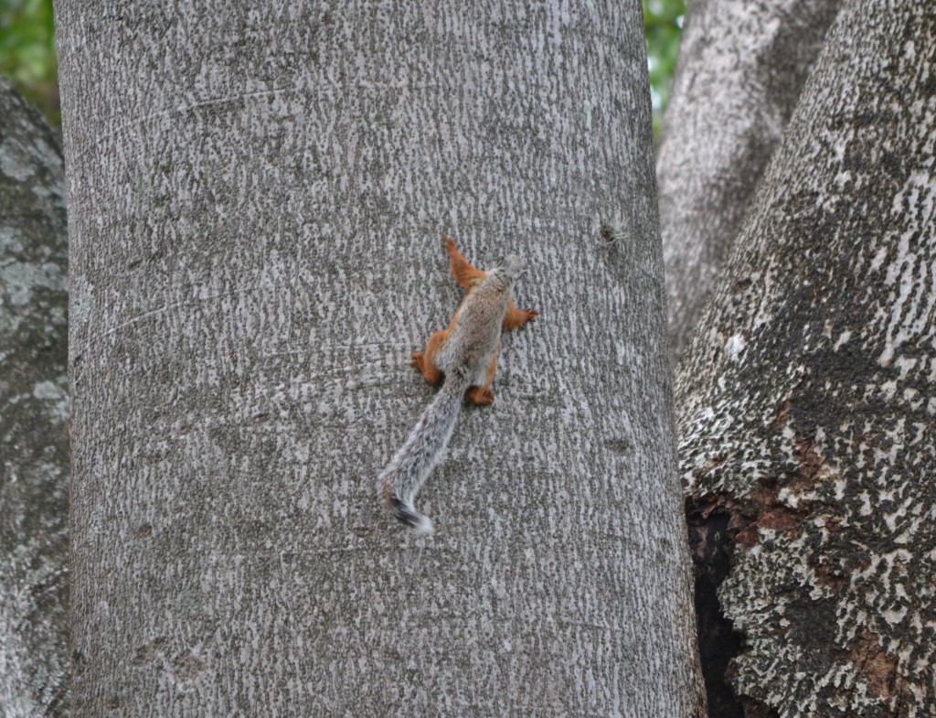 Foto de Alajuela, Costa Rica