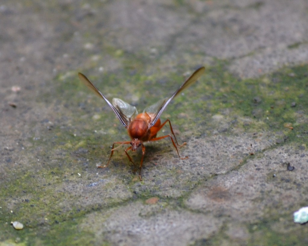 Foto de Alajuela, Costa Rica