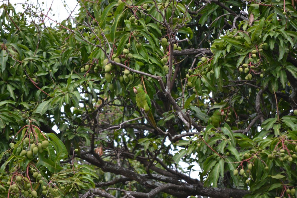 Foto de Alajuela, Costa Rica