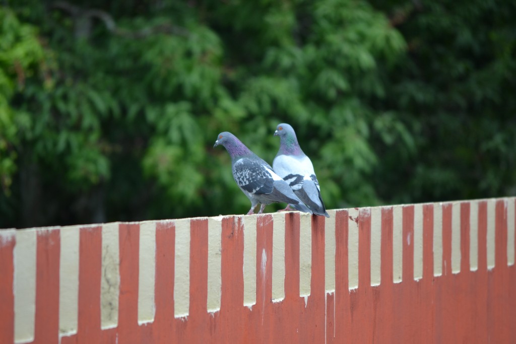 Foto de Alajuela, Costa Rica