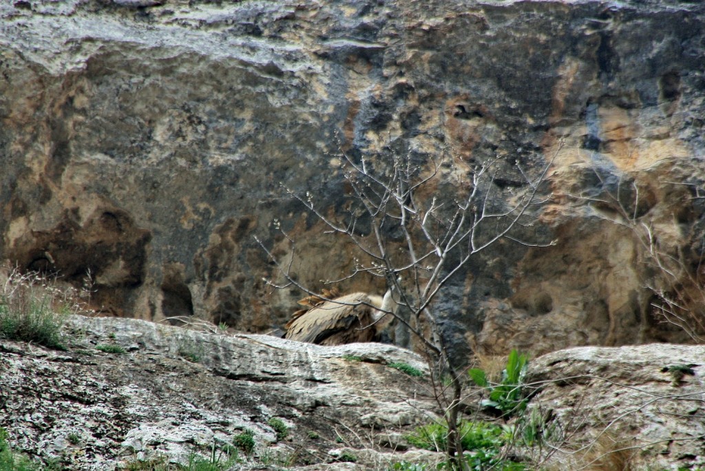 Foto: Foz de Lumbier - Lumbier (Navarra), España