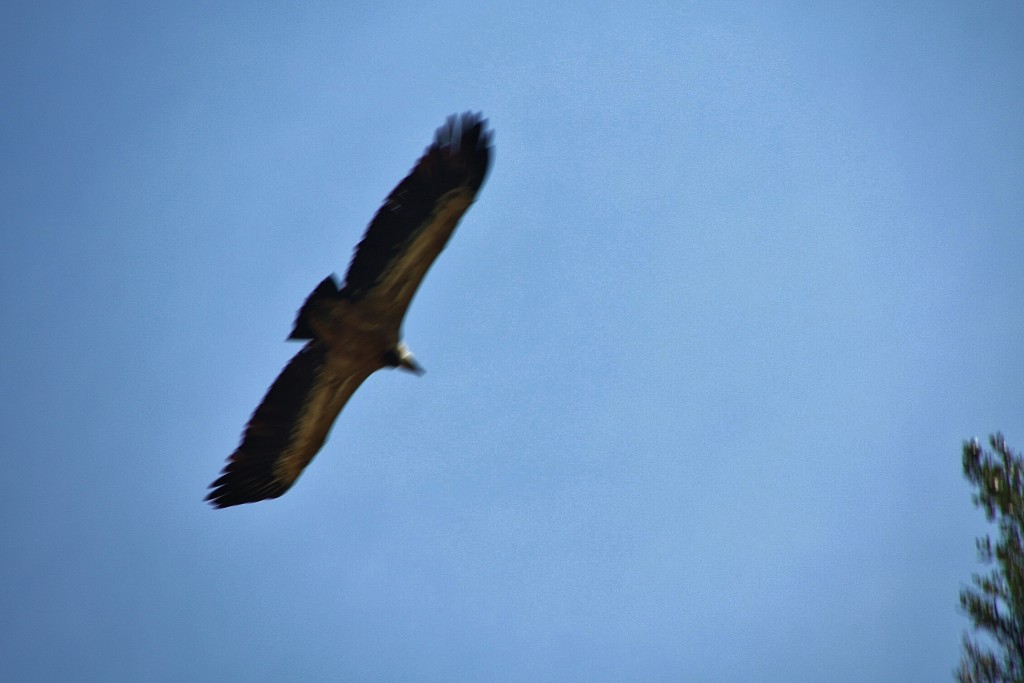 Foto: Foz de Lumbier - Lumbier (Navarra), España