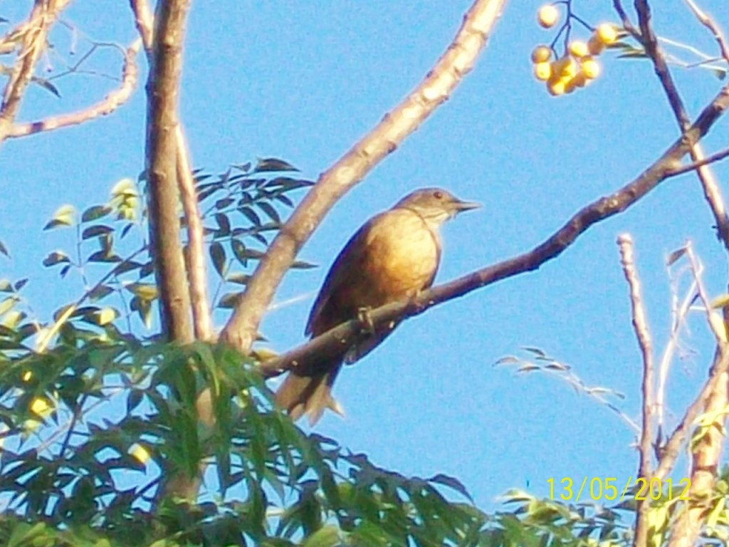 Foto: Aves - Pirané (Formosa), Argentina