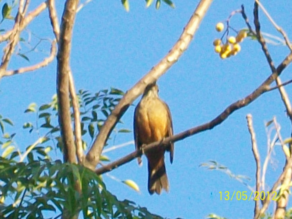 Foto: Aves - Pirané (Formosa), Argentina