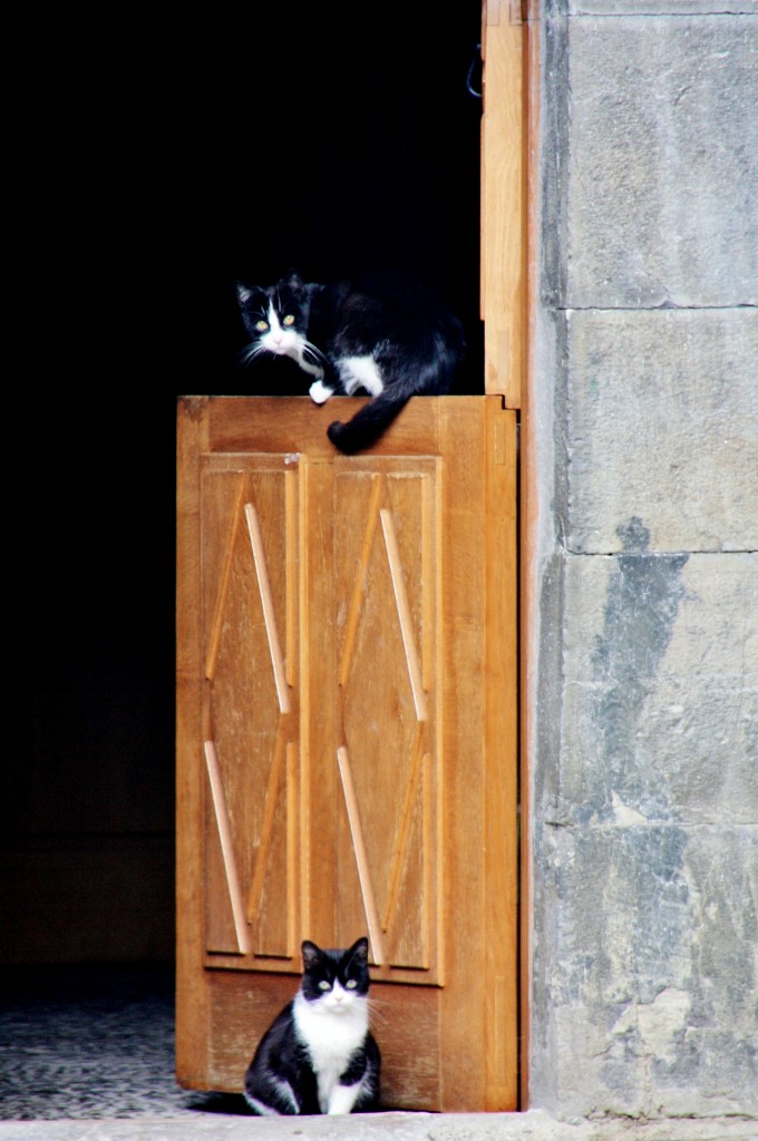 Foto: Gatitos - Ochagavía (Navarra), España