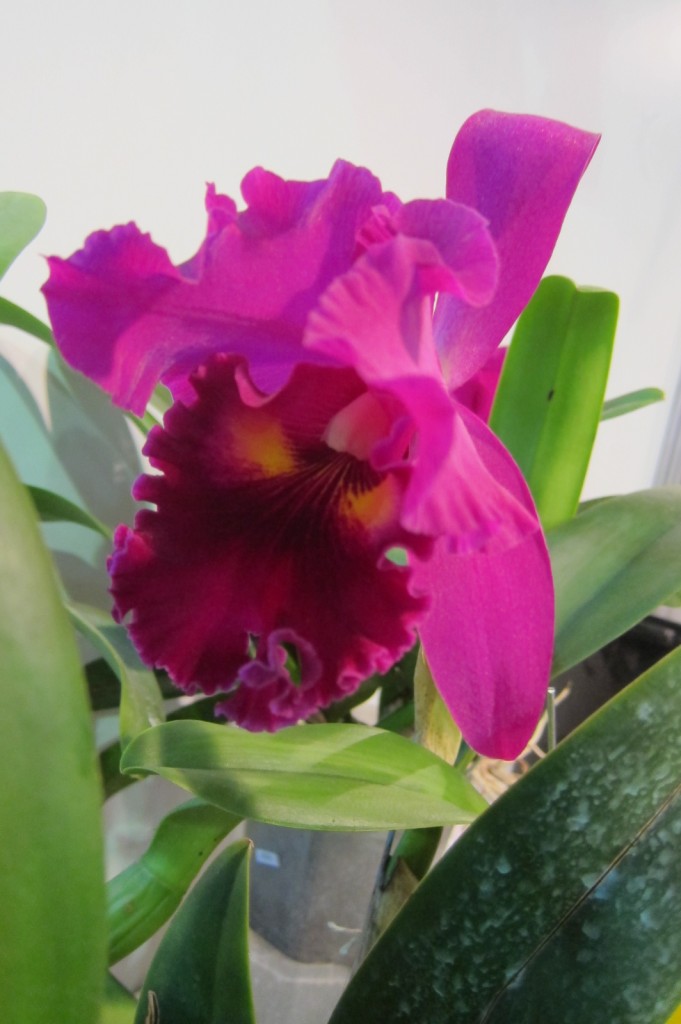 Foto: Buenos Aires en Flor: 2da. Exposición - Ciudad de Buenos Aires (Buenos Aires), Argentina