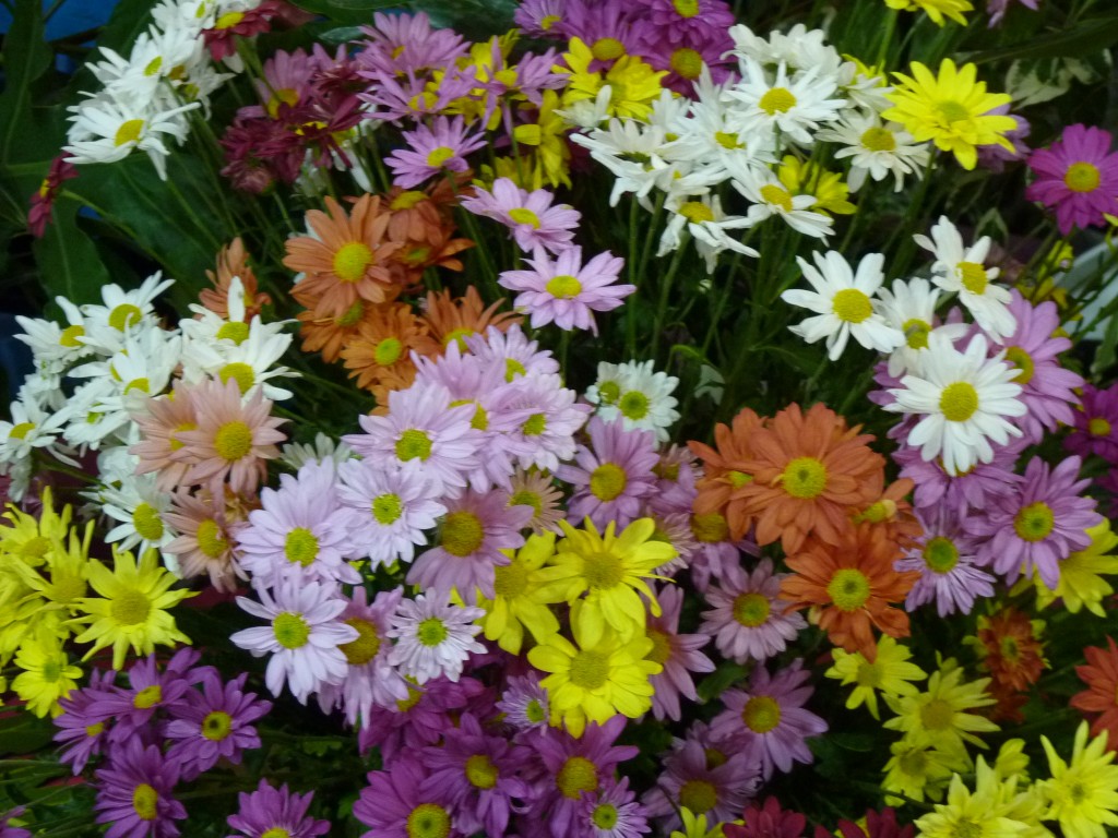 Foto: Exposición floral - Ciudad de Buenos Aires (Buenos Aires), Argentina