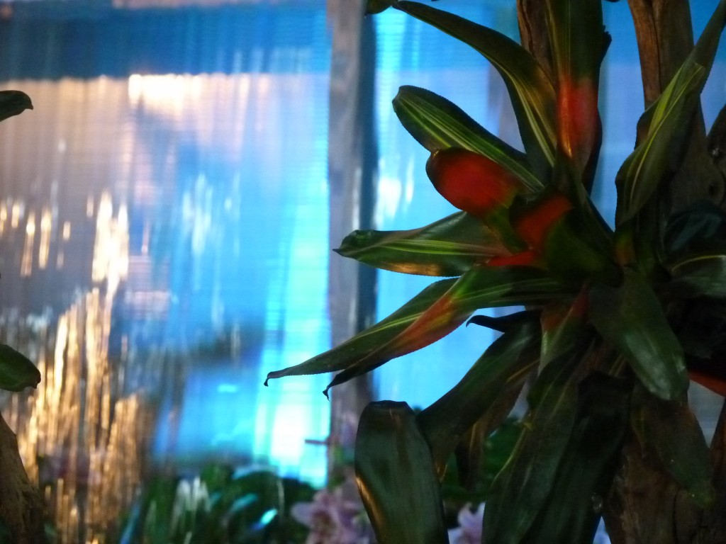 Foto: Exposición floral - Ciudad de Buenos Aires (Buenos Aires), Argentina