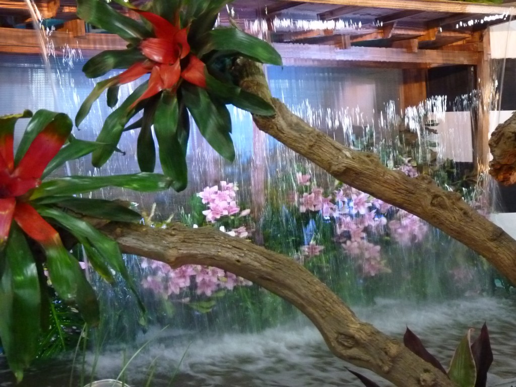 Foto: Exposición floral - Ciudad de Buenos Aires (Buenos Aires), Argentina