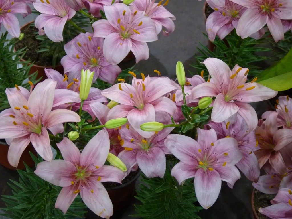 Foto: Exposición floral - Ciudad de Buenos Aires (Buenos Aires), Argentina