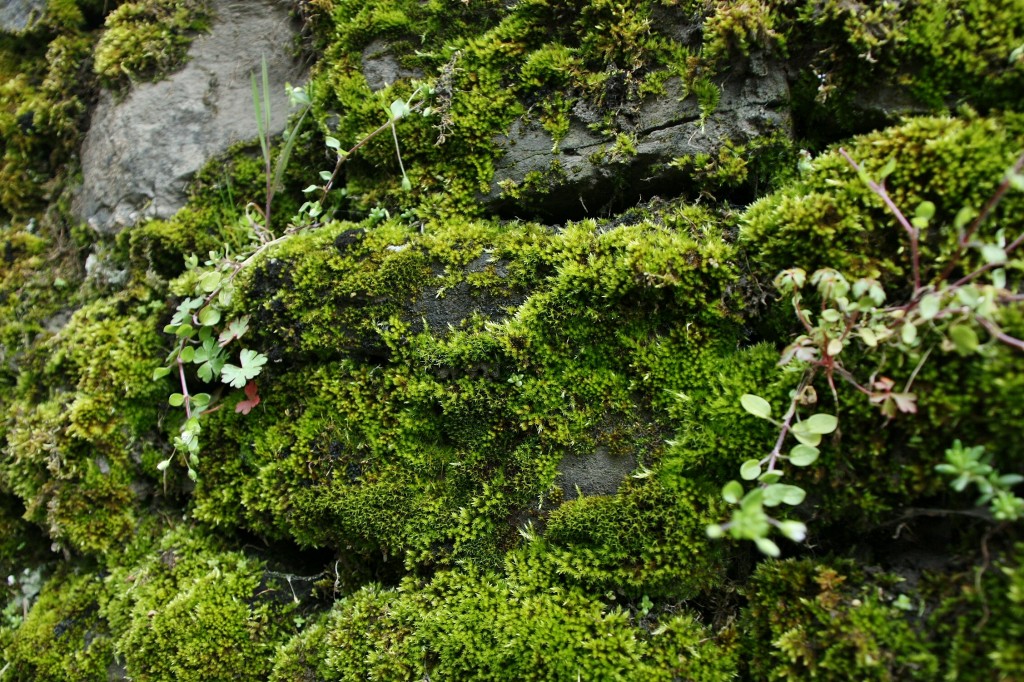 Foto: Musgo en un muro - Uztarroz (Navarra), España