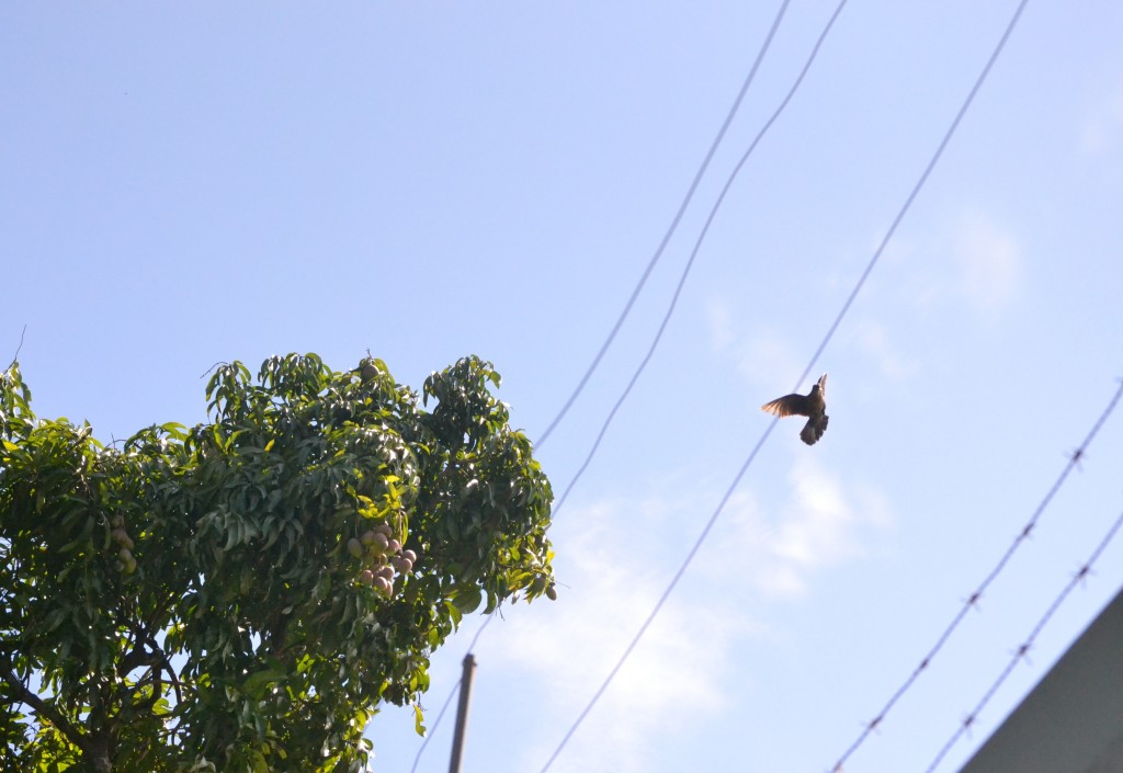 Foto: Pajaros - Volcán Poás (Alajuela), Costa Rica