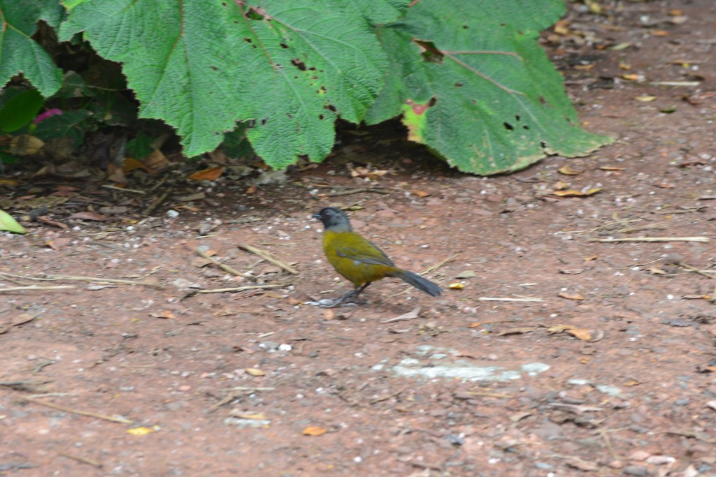 Foto: Pajaros - Volcán Poás (Alajuela), Costa Rica