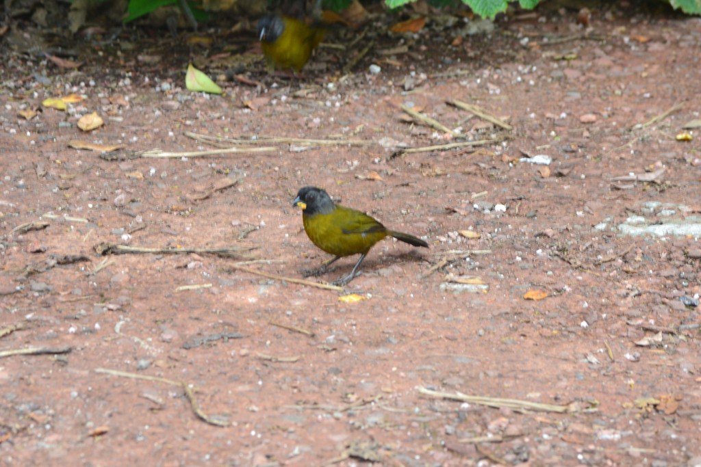 Foto: Pajaros - Volcán Poás (Alajuela), Costa Rica