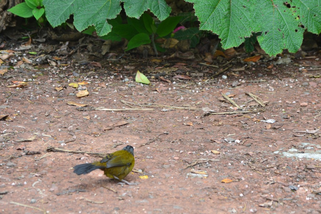 Foto: Pajaros - Volcán Poás (Alajuela), Costa Rica
