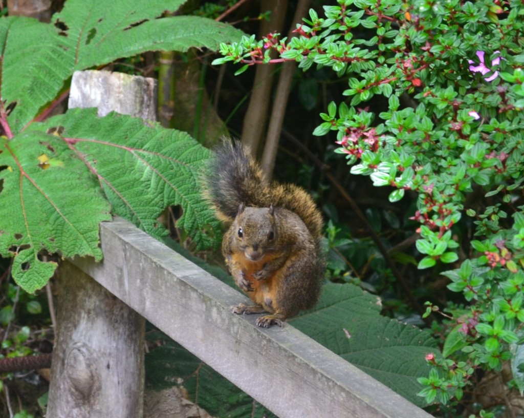 Foto: Ardilla - Volcán Poás (Alajuela), Costa Rica