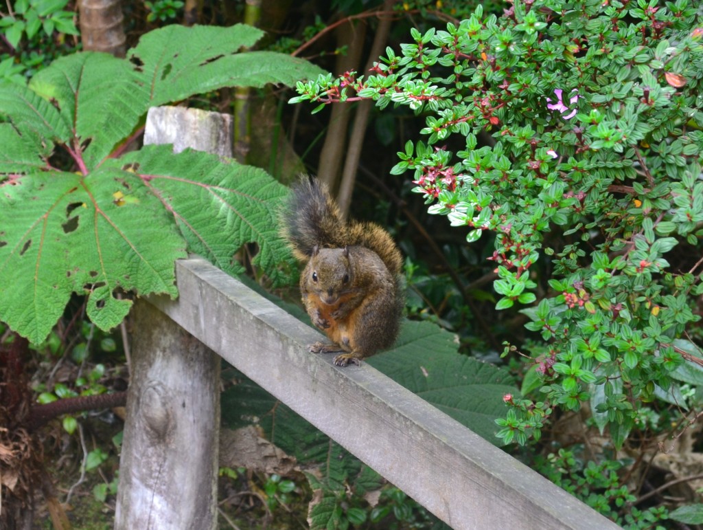 Foto: Ardilla - Volcán Poás (Alajuela), Costa Rica