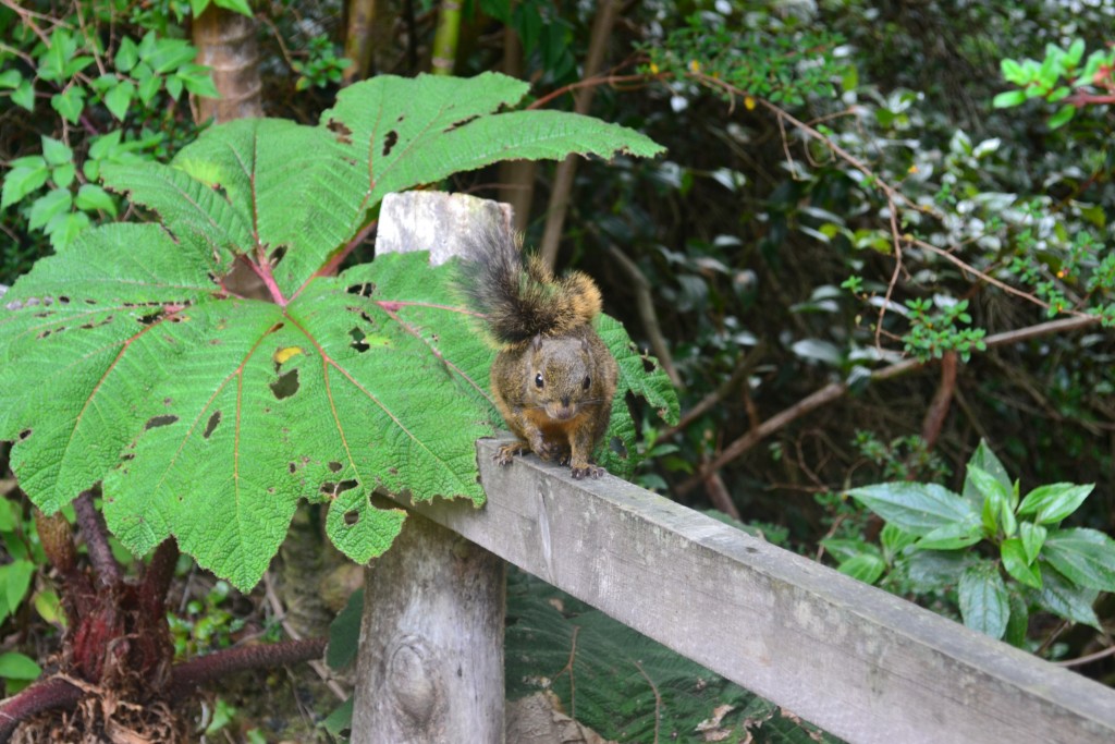 Foto: Pajaros - Volcán Poás (Alajuela), Costa Rica
