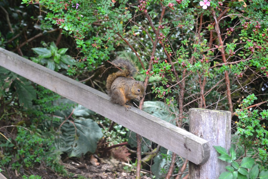 Foto: Pajaros - Volcán Poás (Alajuela), Costa Rica