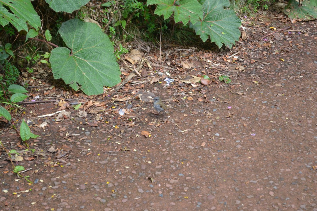 Foto: Pajaros - Volcán Poás (Alajuela), Costa Rica