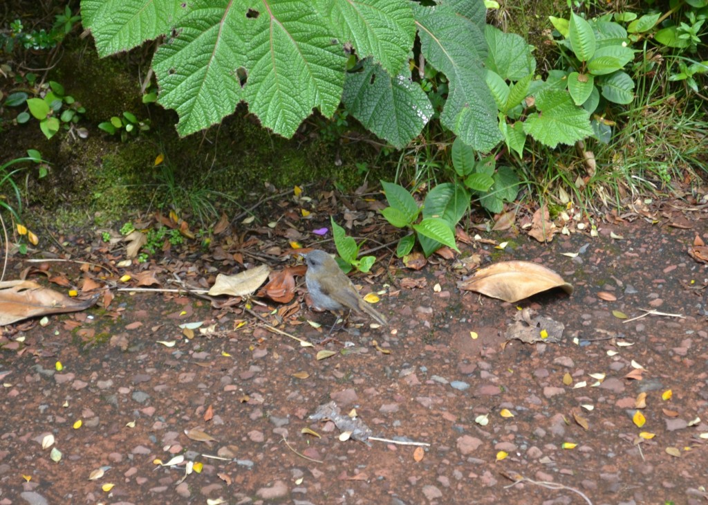 Foto: Pajaros - Volcán Poás (Alajuela), Costa Rica