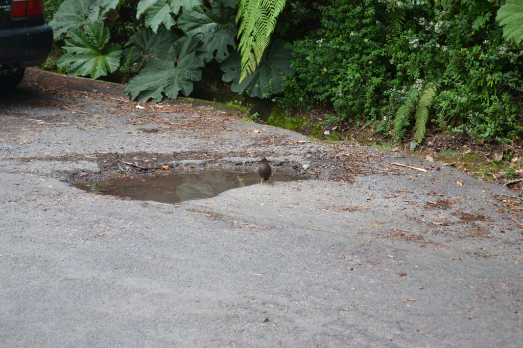 Foto: Pajaros - Volcán Poás (Alajuela), Costa Rica